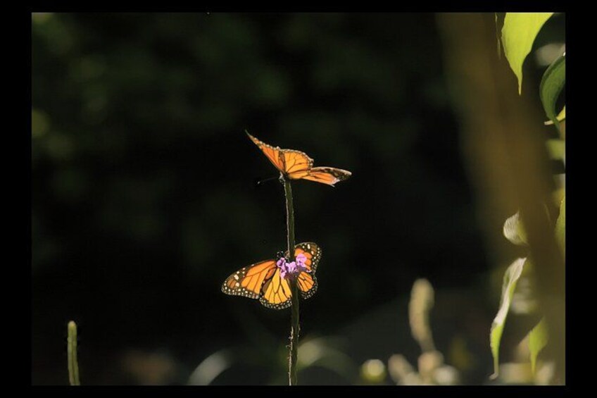 Two butterflies on a plant stem. 4