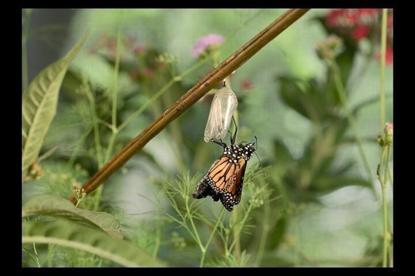 An Immersive Butterfly Experience on Catalina Island 2