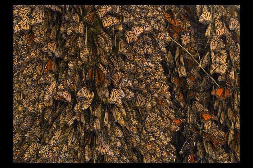 An Immersive Butterfly Experience on Catalina Island 3