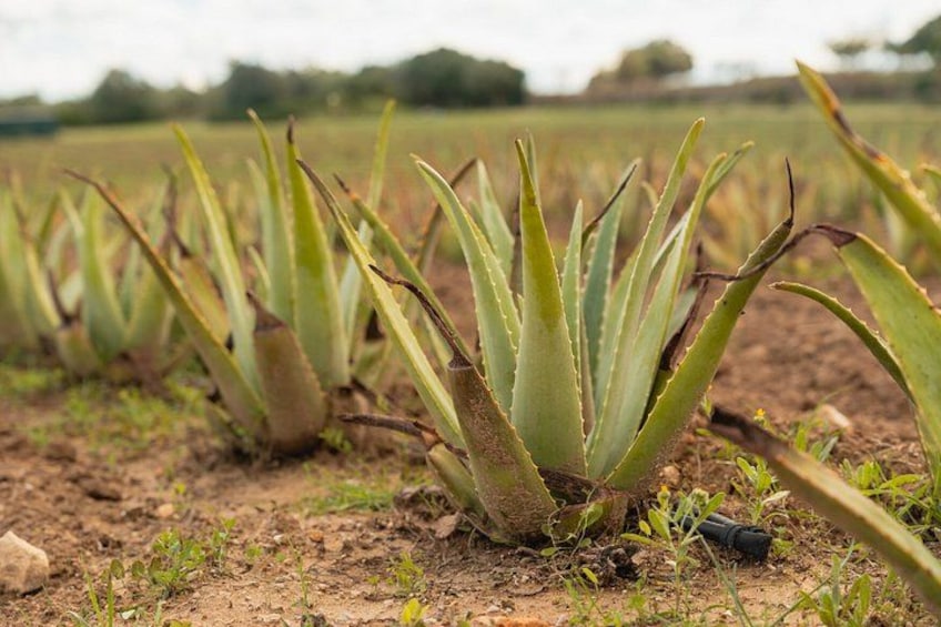 Plantas de aloe vera en un campo. 2