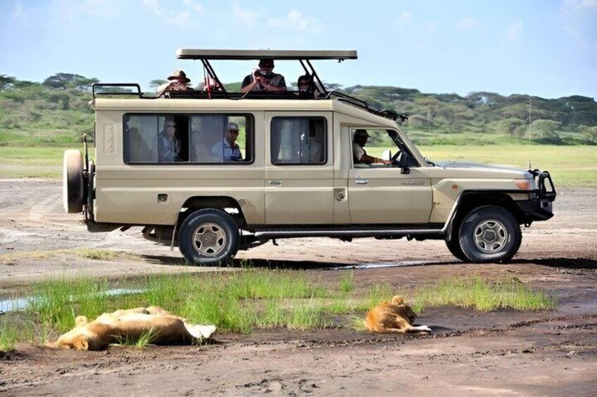 A safari vehicle with passengers and two lions lying on the ground. 1