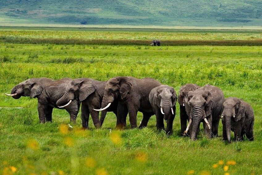 5 Day Group Camping Safari: Tarangire, Serengeti & Ngorongoro 5