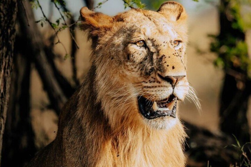 A lion with a partially visible tree in the background. 1