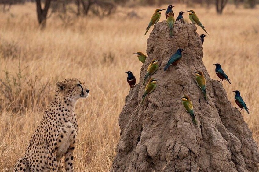5 Day Group Camping Safari: Tarangire, Serengeti & Ngorongoro 4