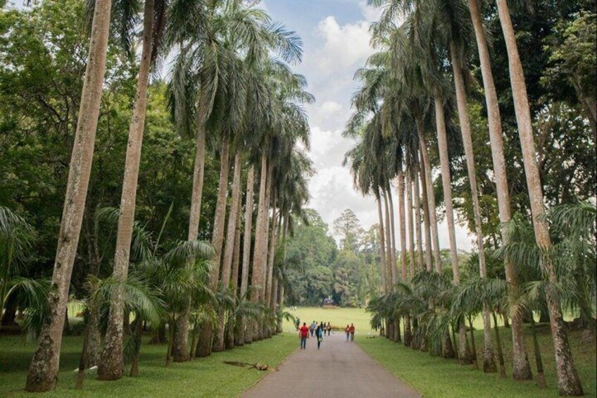 A pathway flanked by tall palm trees, leading to a group of people in the distance. 4