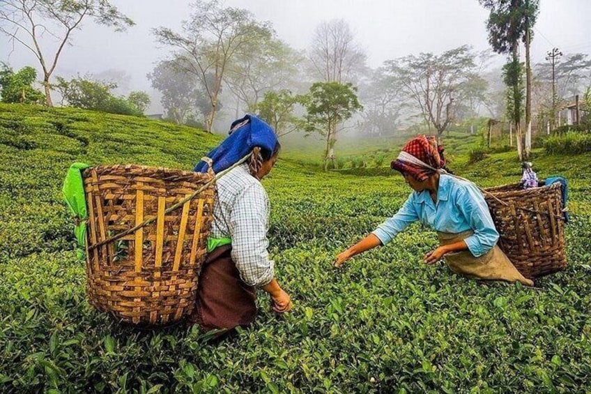 Two individuals harvesting tea leaves in a hilly tea plantation. 2
