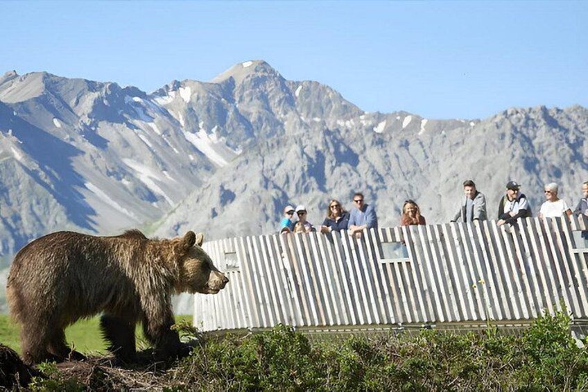A bear standing in front of a fence with a mountainous background. 1