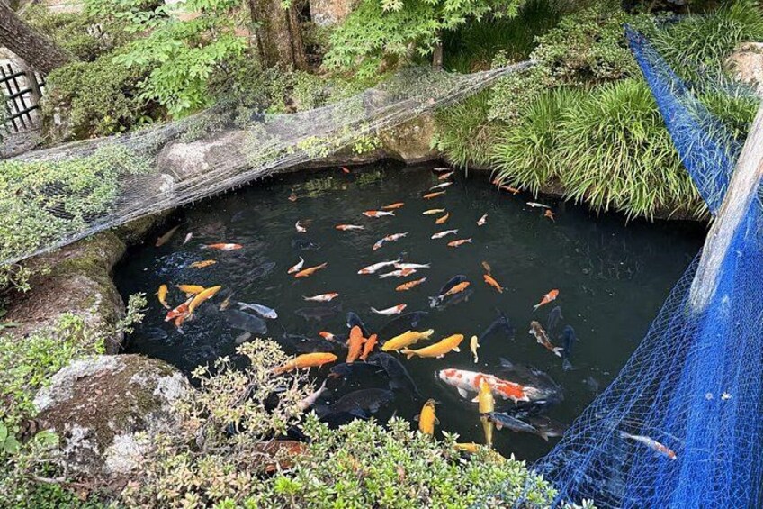 A koi pond with fish, surrounded by greenery and a blue net. 4