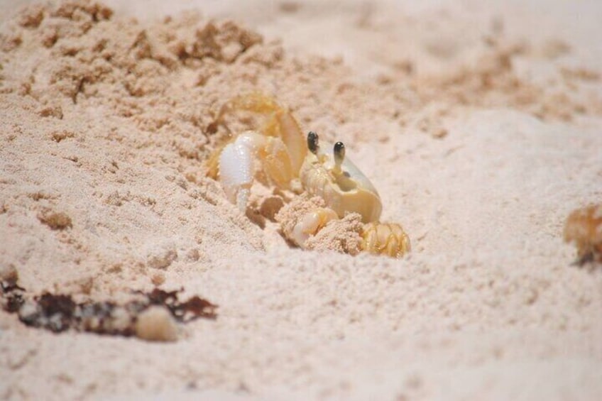 En havskildpaddeunge på en sandstrand. 2