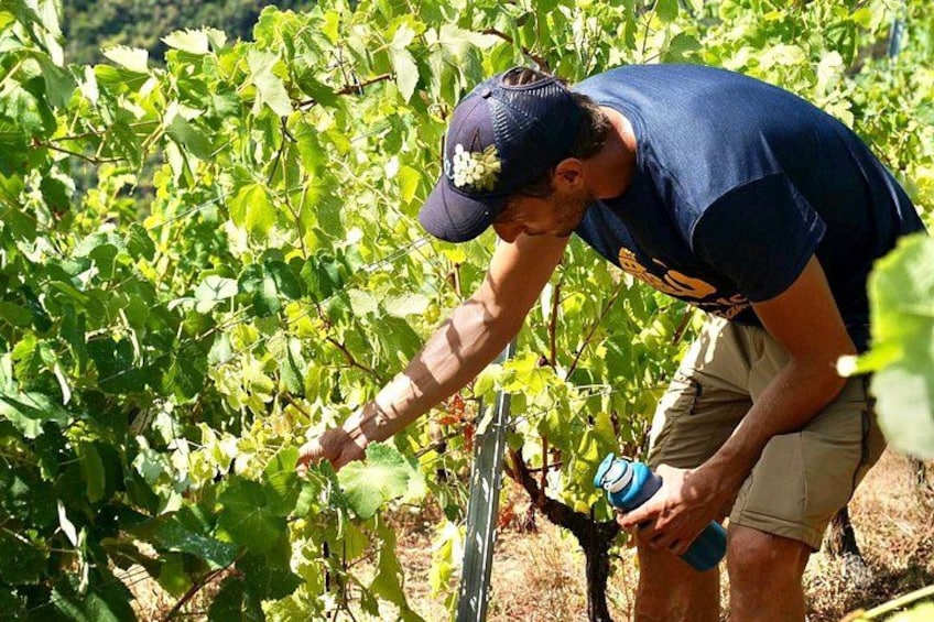 A person tending to grapevines in a vineyard. 3