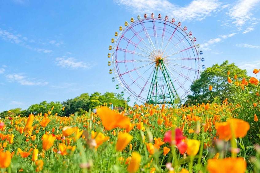 Ein Feld voller Mohnblumen, im Hintergrund ein Riesenrad. 1