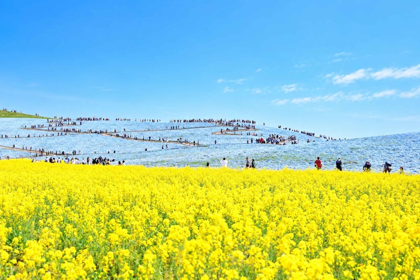 Ein Feld voller gelber Blumen, auf denen sich ein Pfad leicht bergauf schlängelt und Menschen darauf spazieren gehen. 2
