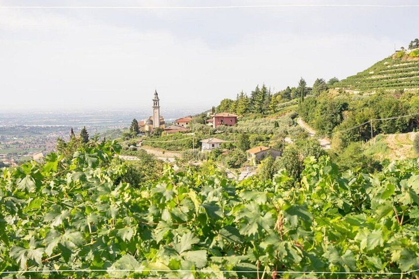 Exclusive Private 3 Days Amarone Wine Experience from Florence 2
