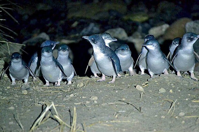 Un grupo de pingüinos de pie sobre terreno rocoso. 2