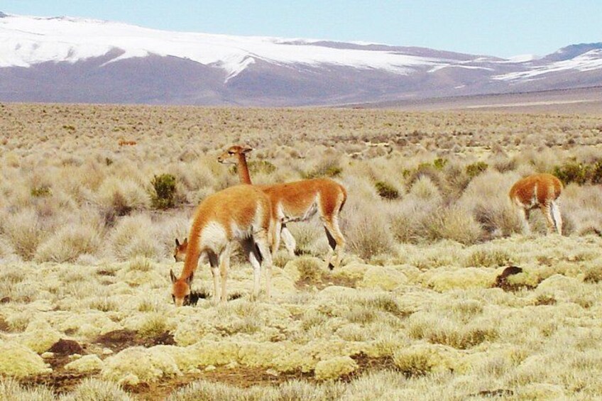 A desert landscape with three antelopes grazing. 2