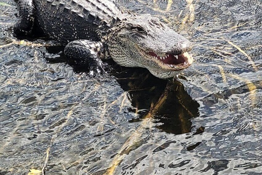 Airboat Tours Florida Everglades With Captain Wayne 2