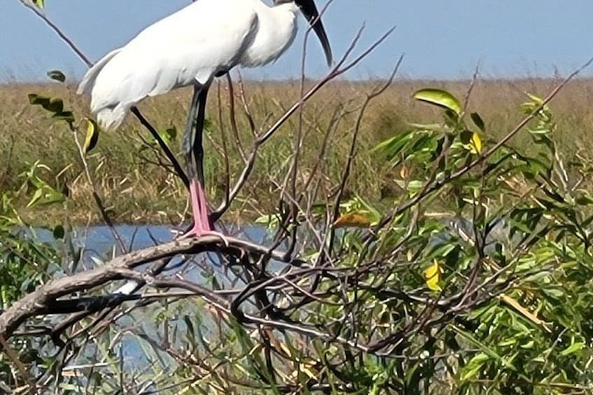 Airboat Tours Florida Everglades With Captain Wayne 3