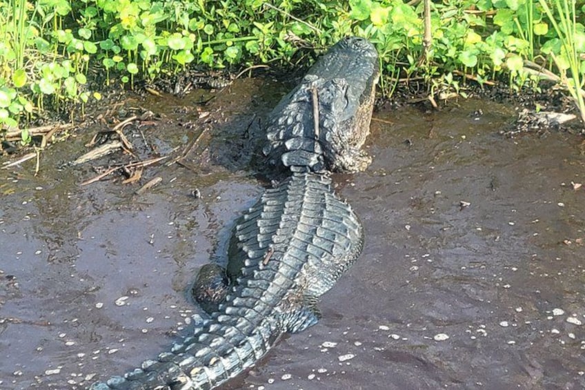 Airboat Tours Florida Everglades With Captain Wayne 2
