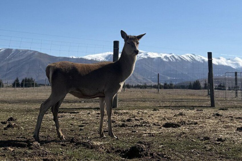 En lama som står i ett inhägnat område med ett bergigt landskap i bakgrunden. 2