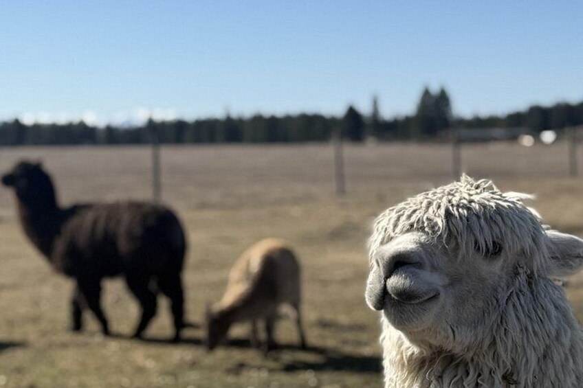 En närbild på en vit lama med våt päls, en brun lama och en svart lama i bakgrunden. 5