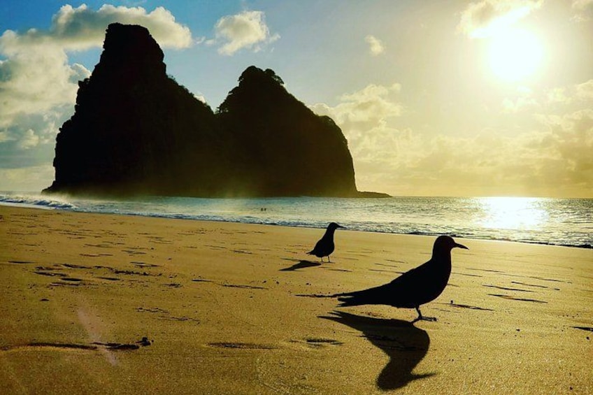 A beach with two birds walking on the sand, a large rock formation in the background, and the sun setting over the ocean. 5