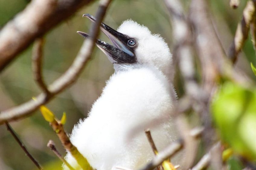 A white bird with black markings, possibly a chick, in a nest among branches. 3