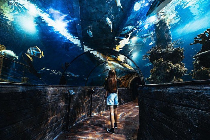 Ein Unterwasser-Aquarium, in dem eine Person Meereslebewesen betrachtet. 4