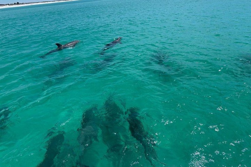 Private 3 Hours Dolphin Tour to Shell Island in Panama City Beach 4