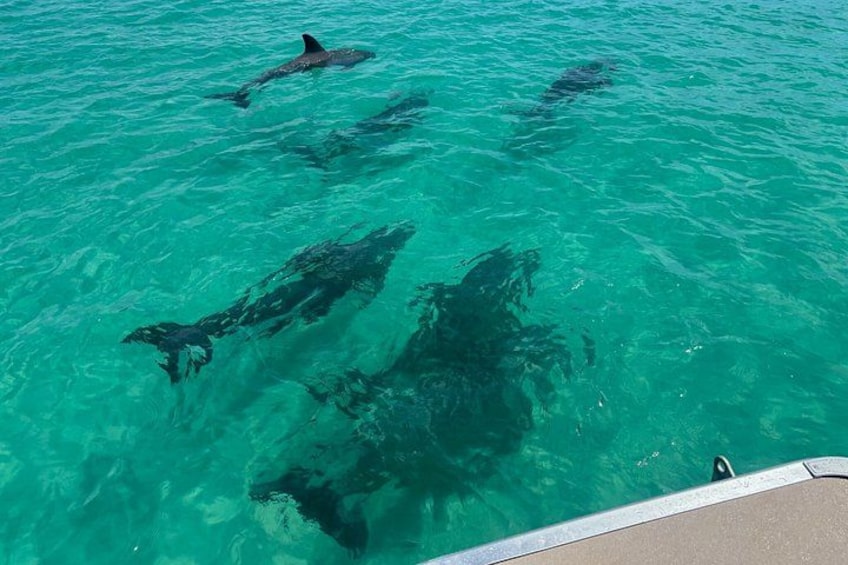 Private 3 Hours Dolphin Tour to Shell Island in Panama City Beach 5