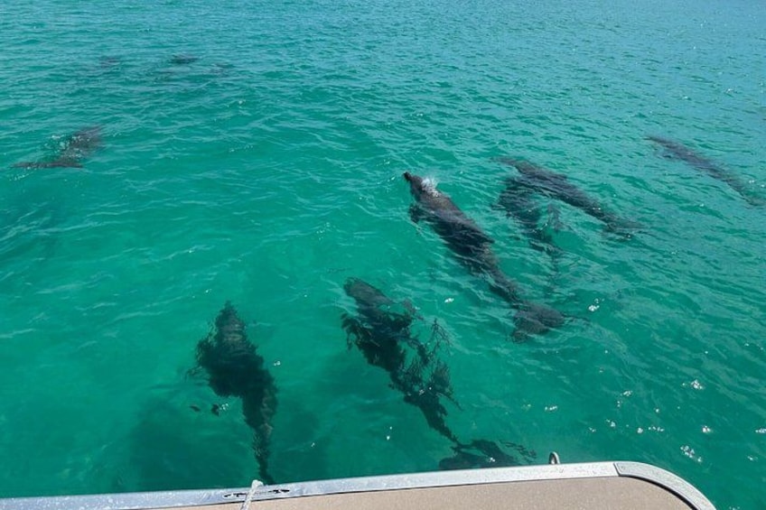 Private 3 Hours Dolphin Tour to Shell Island in Panama City Beach 3