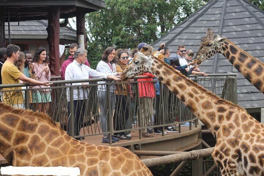 A group of giraffes in a zoo enclosure with visitors observing them. 1