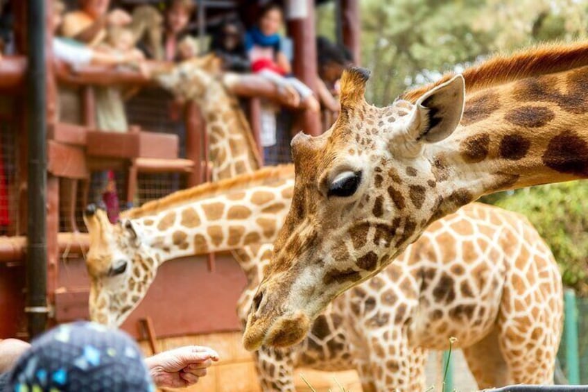 Giraffes in a zoo enclosure with visitors in the background. 4