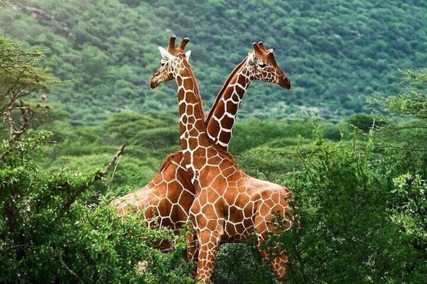Two giraffes in a lush green landscape. 3