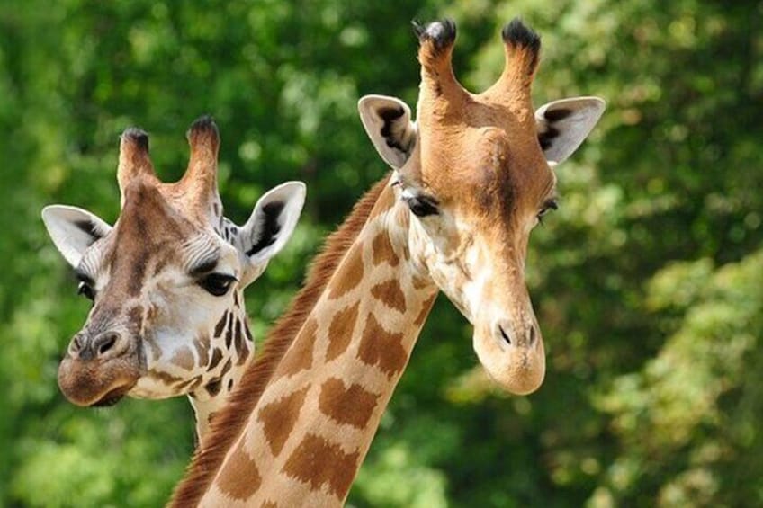 Two giraffes with distinct patterns and spots, standing against a backdrop of green foliage. 2