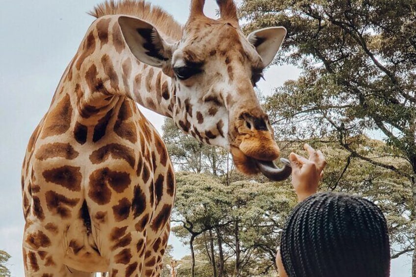 A giraffe with a person feeding it. 5