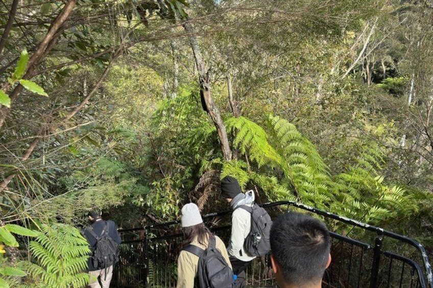 Blue Mountains 3 Guided Scenic Walks, 2 Falls & Towns from Sydney 4