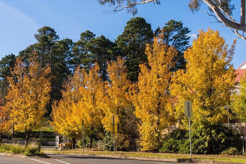Blue Mountains 3 Scenic Walks & Ultimate Guided Tour from Sydney 2