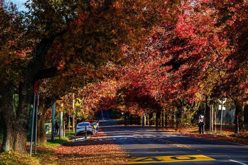 Blue Mountains 3 Scenic Walks & Ultimate Guided Tour from Sydney 4