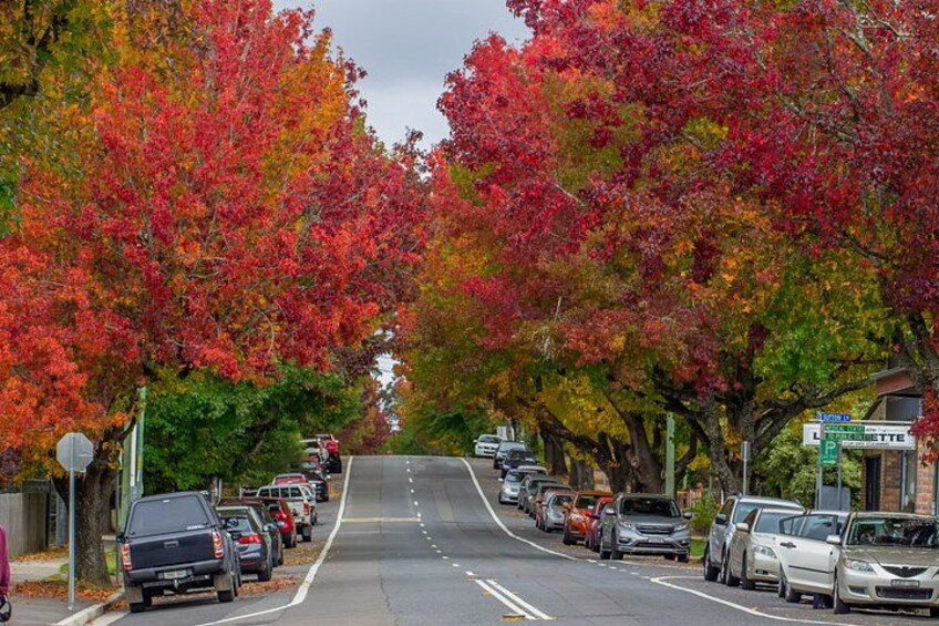 Blue Mountains 3 Scenic Walks & Ultimate Guided Tour from Sydney 3