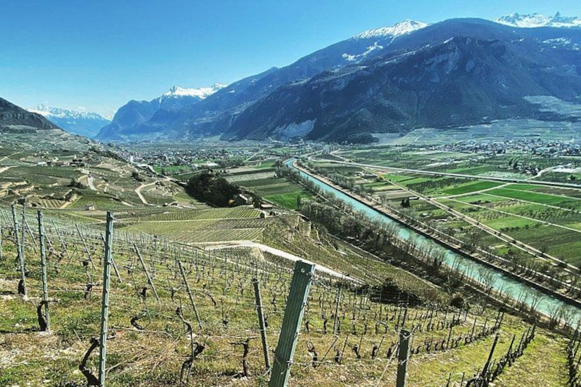A vineyard with rows of grapevines, a winding road, and snow-capped mountains in the background. 2