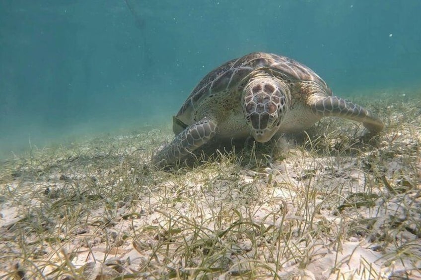 Akumal Beach : VIP Swimming Tour with Turtles and Corals 5