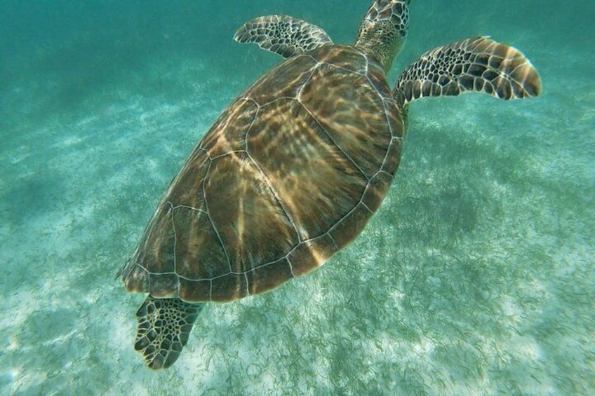 Akumal Beach : VIP Swimming Tour with Turtles and Corals 4