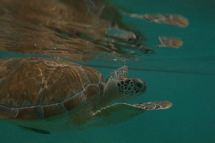 Akumal Beach : VIP Swimming Tour with Turtles and Corals 3