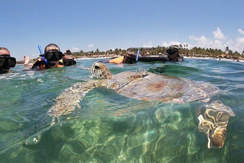 En havskildpadde svømmer tæt på snorkeldykkere i klart vand. 1