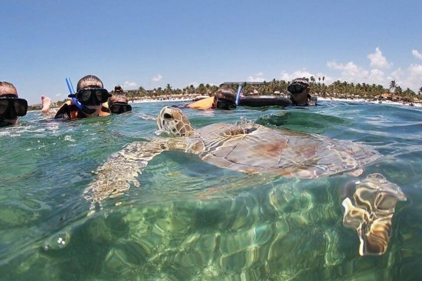 Akumal Beach : VIP Swimming Tour with Turtles and Corals 1