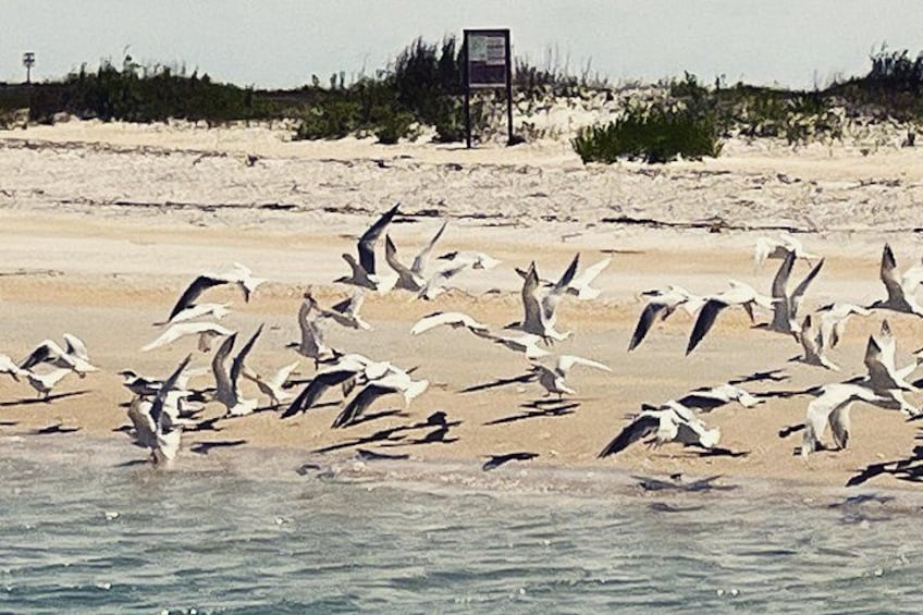 Wildlife sighting 4