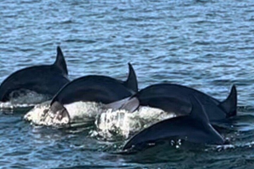 Shared Dolphin Cruise in Pensacola Beach | Frisky Mermaid 5
