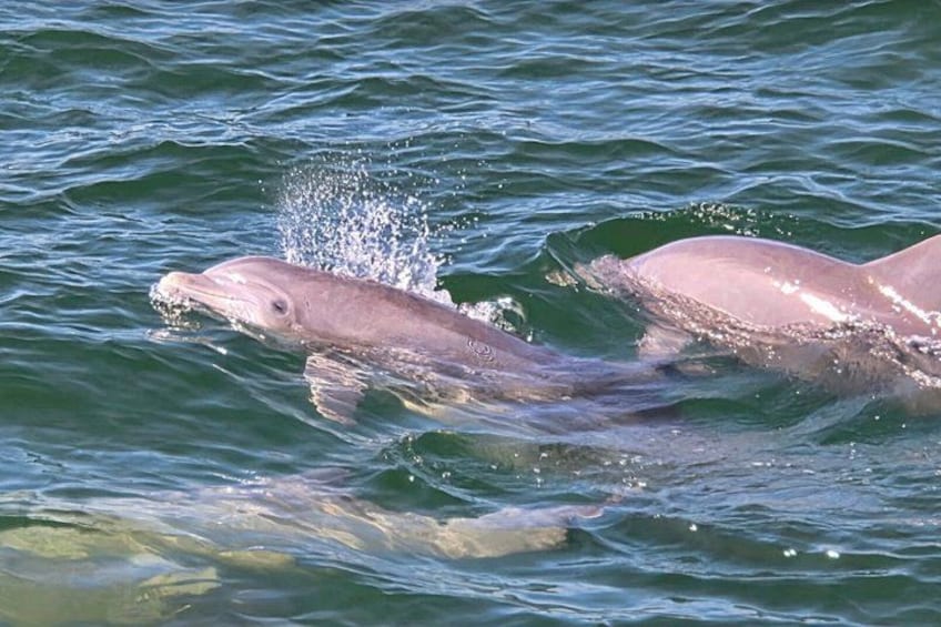 Shared Dolphin Cruise in Pensacola Beach | Frisky Mermaid 2