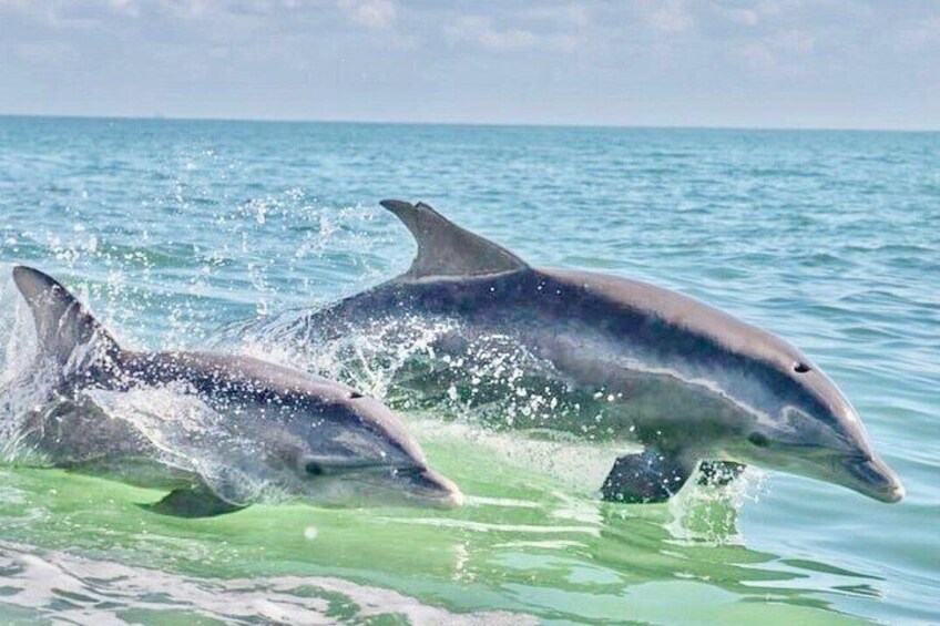Dolphins swimming in the ocean. 1