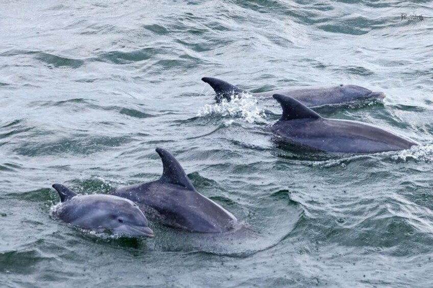 Three dolphins swimming in the ocean. 2